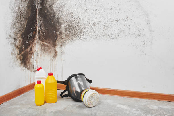 Best Crawl Space Mold Remediation in Jackson, MI