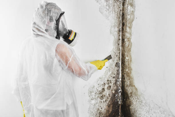 Best Residential Mold Remediation in Jackson, MI