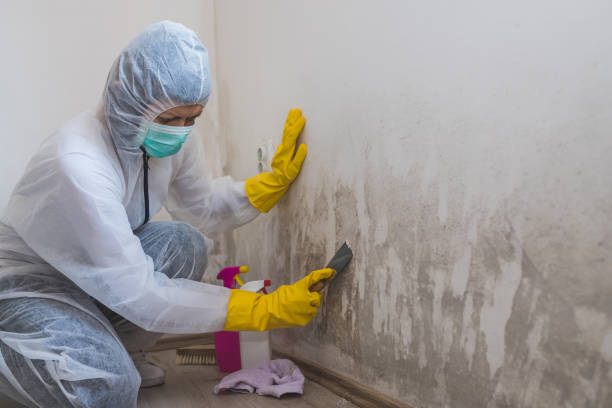  Jackson, MI Mold Removal Pros