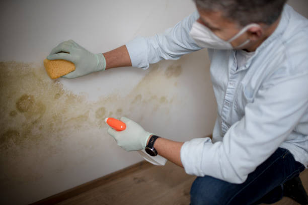 Best Insurance-Related Mold Remediation in Jackson, MI