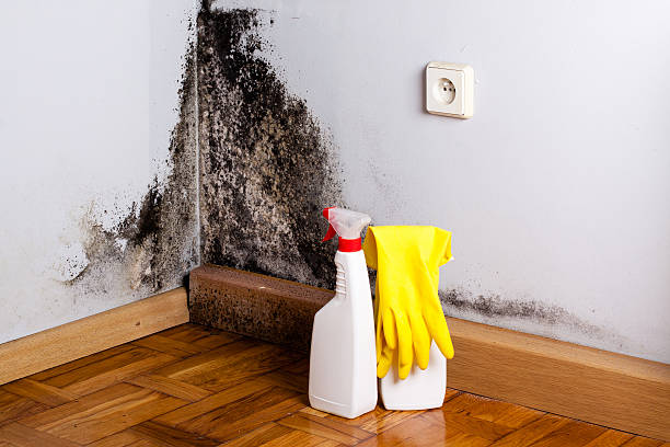 Best Black Mold Remediation in Jackson, MI