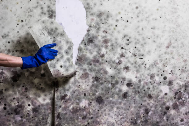 Best Bathroom Mold Remediation in Jackson, MI