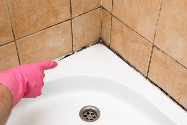 Best Industrial Mold Remediation in Jackson, MI